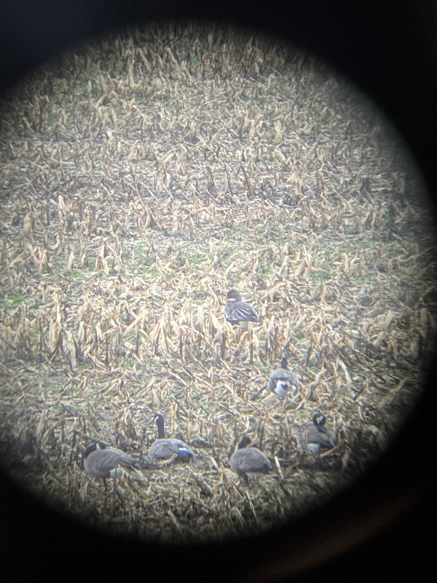 Taiga Bean-Goose - ML626658126