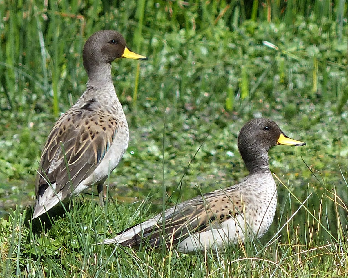 Yellow-billed Pintail - ML626658142