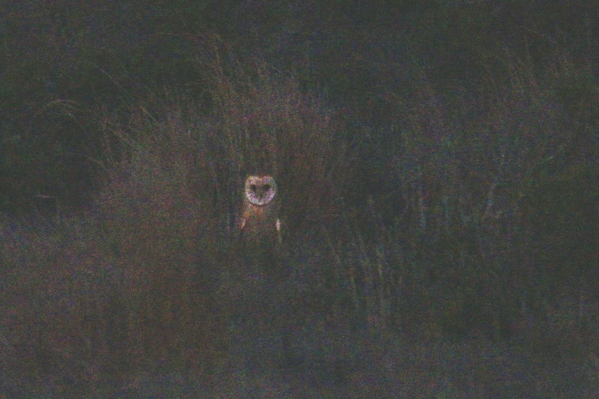 American Barn Owl (American) - ML626658145