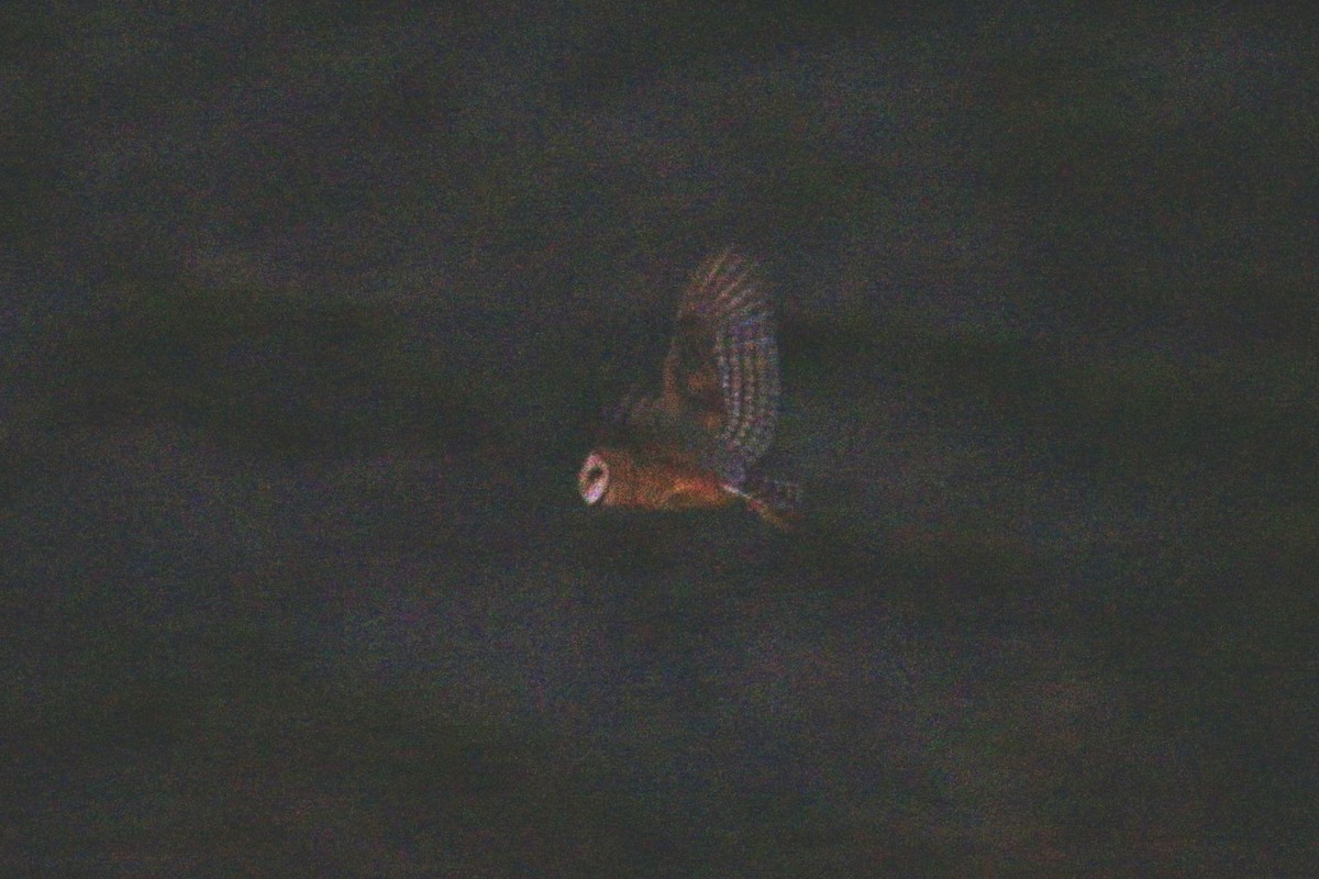 American Barn Owl (American) - ML626658146