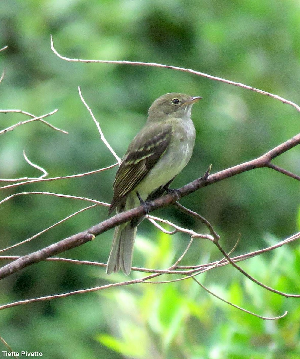 Olivaceous Elaenia - Maria Antonietta Castro Pivatto