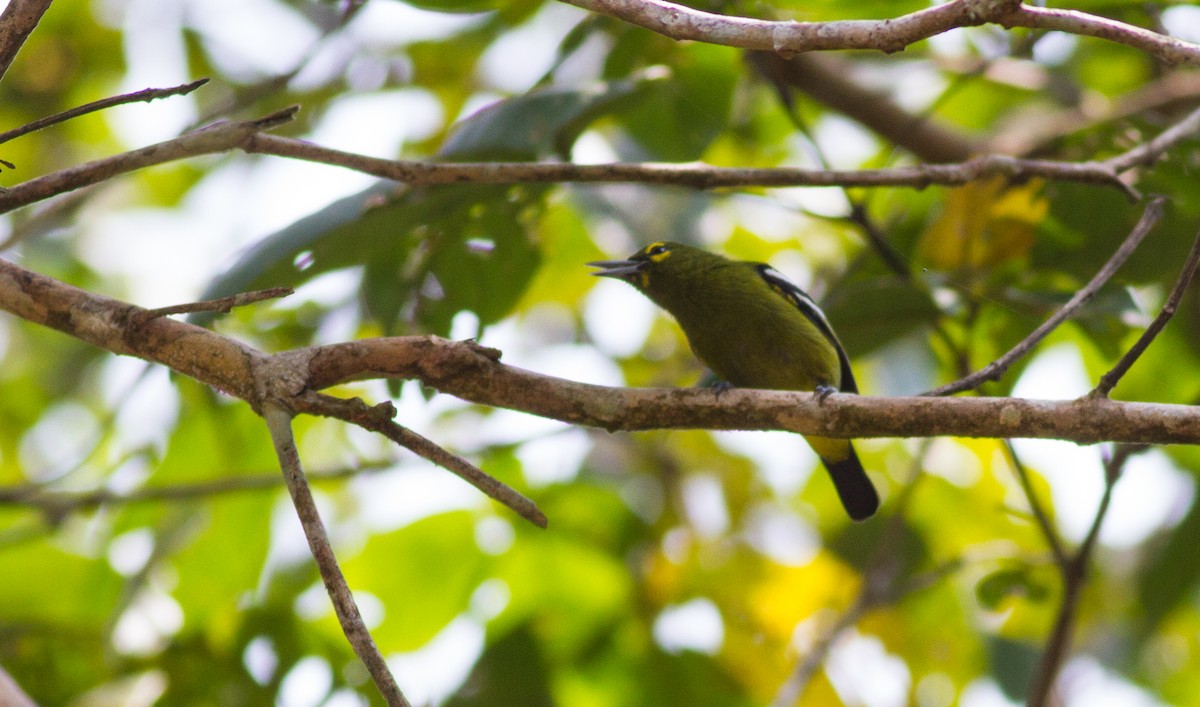 Green Iora - ML626658210