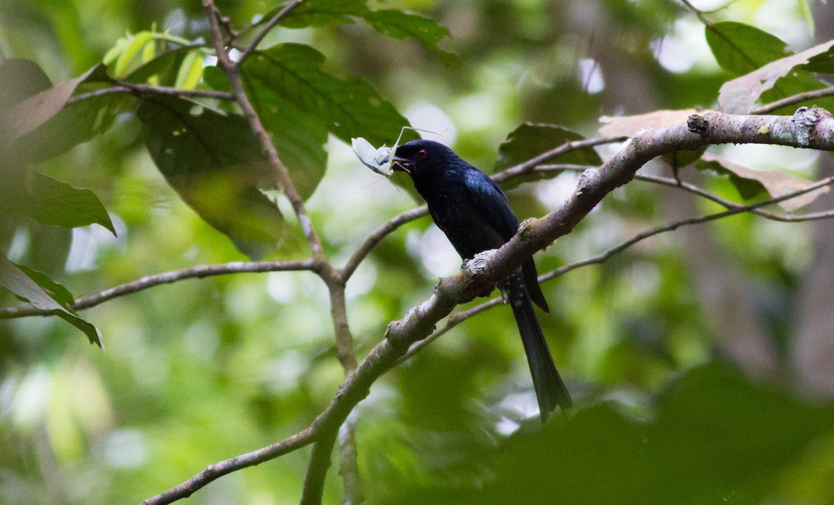 Greater Racket-tailed Drongo - ML626658260