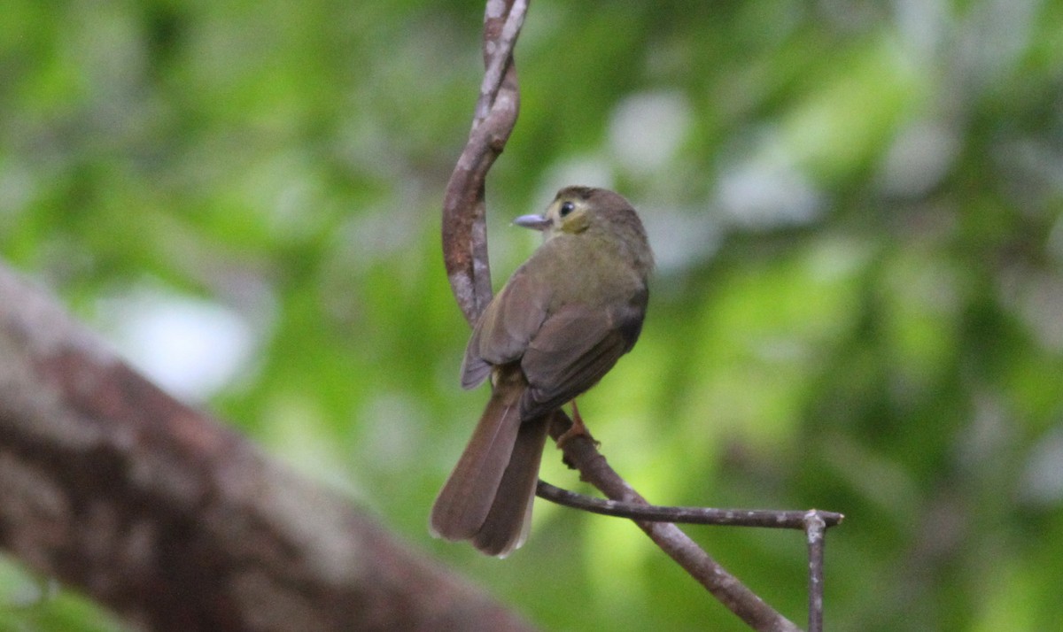 Hairy-backed Bulbul - ML626658305