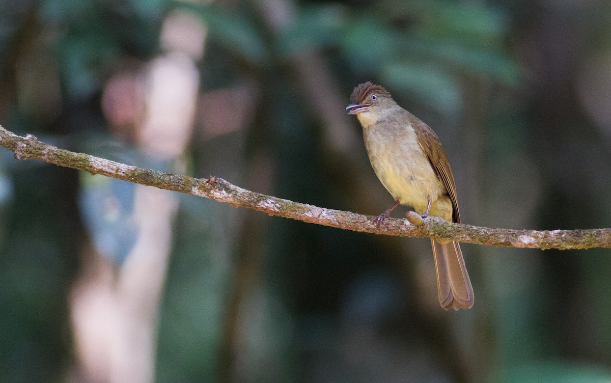 Buff-vented Bulbul - ML626658323