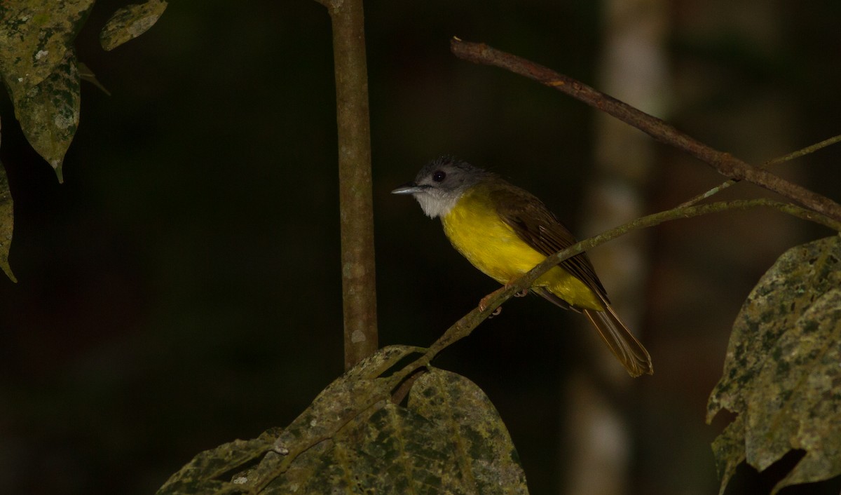 Yellow-bellied Bulbul - ML626658377