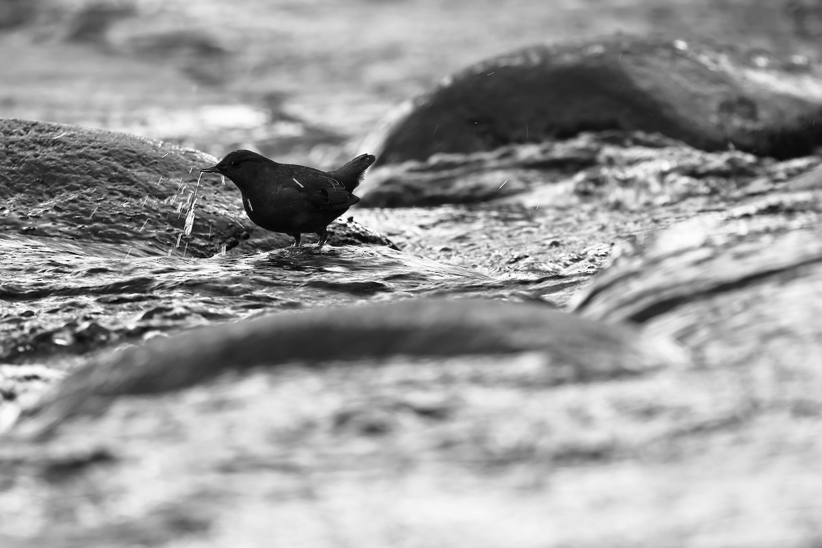 American Dipper - ML626658398