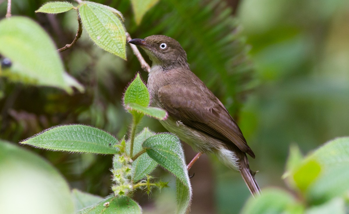 Cream-vented Bulbul - ML626658412