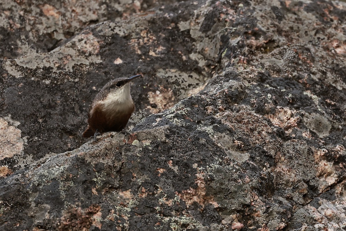 Canyon Wren - ML626658413