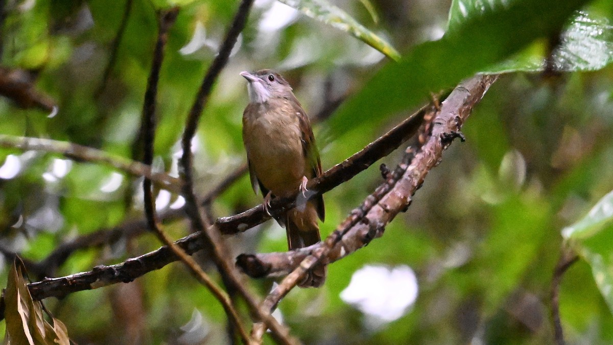 Gray-cheeked Bulbul - ML626658528