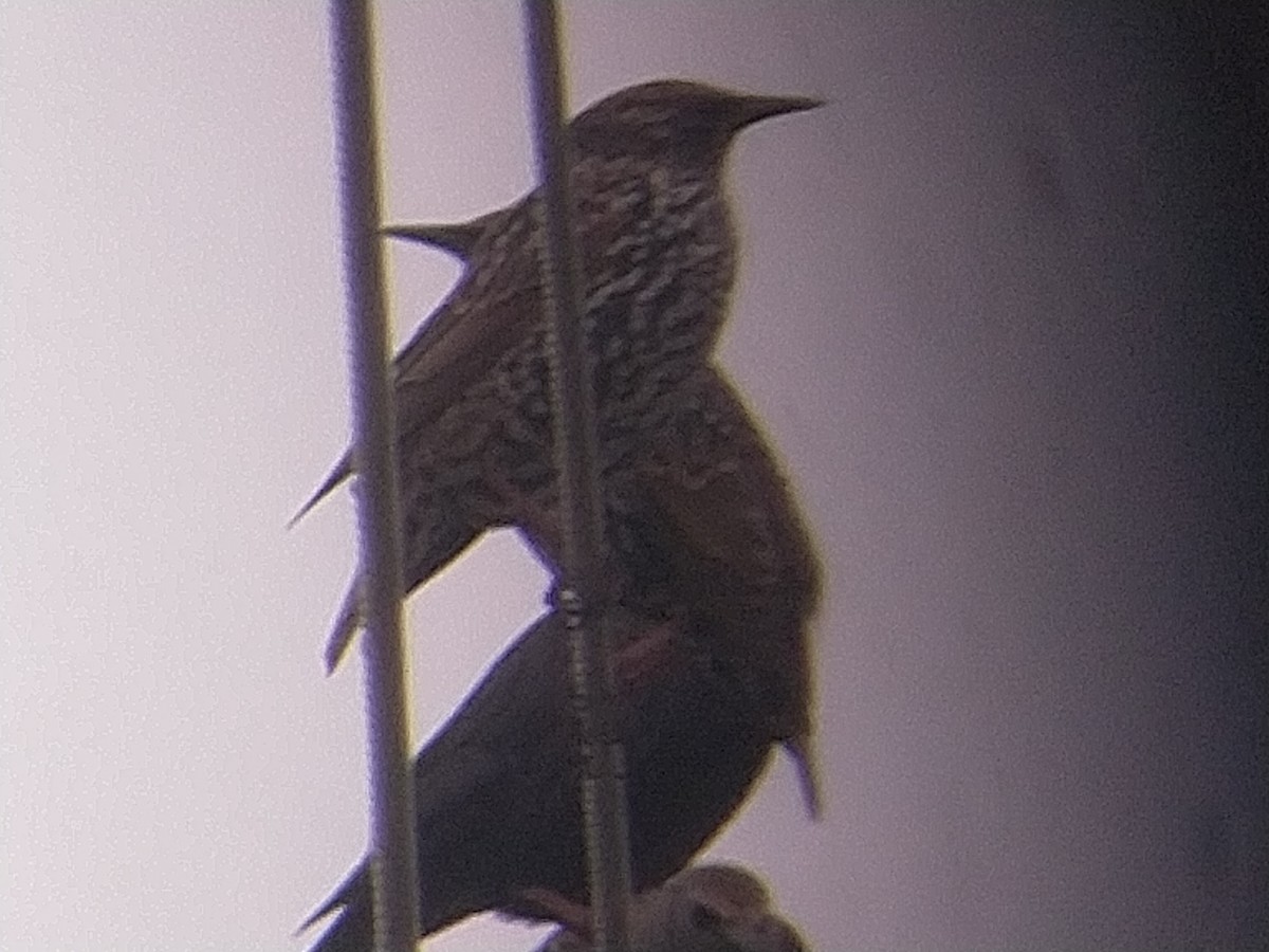 European Starling - ML626658575