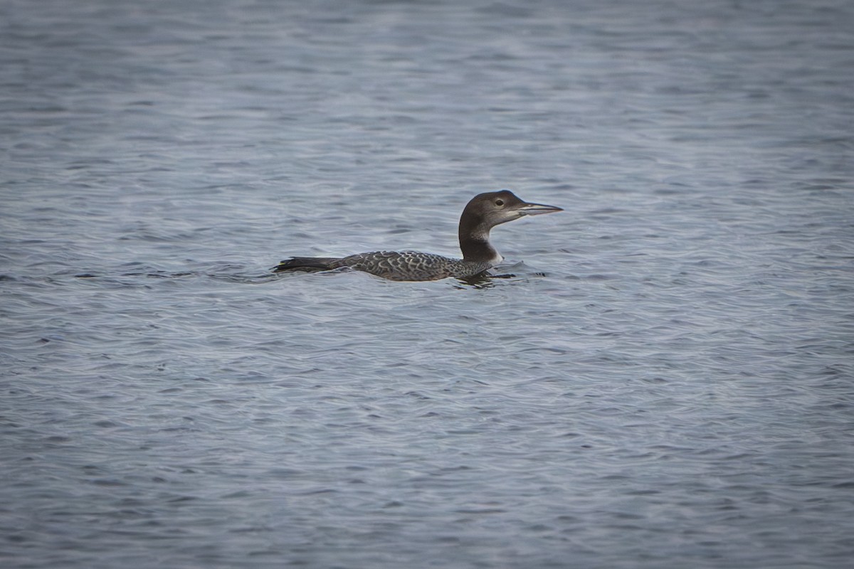 Common Loon - ML626658604