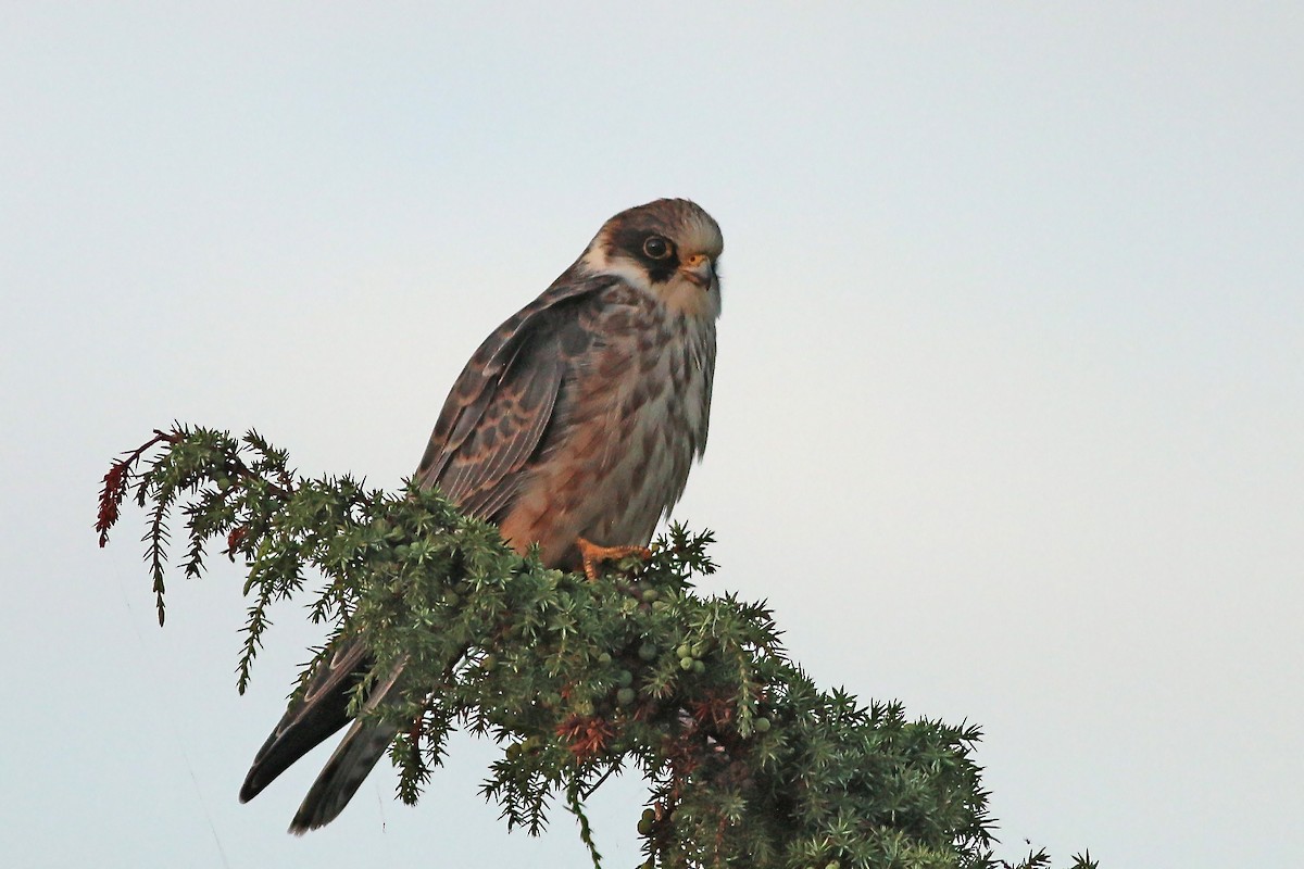 Red-footed Falcon - ML626658681