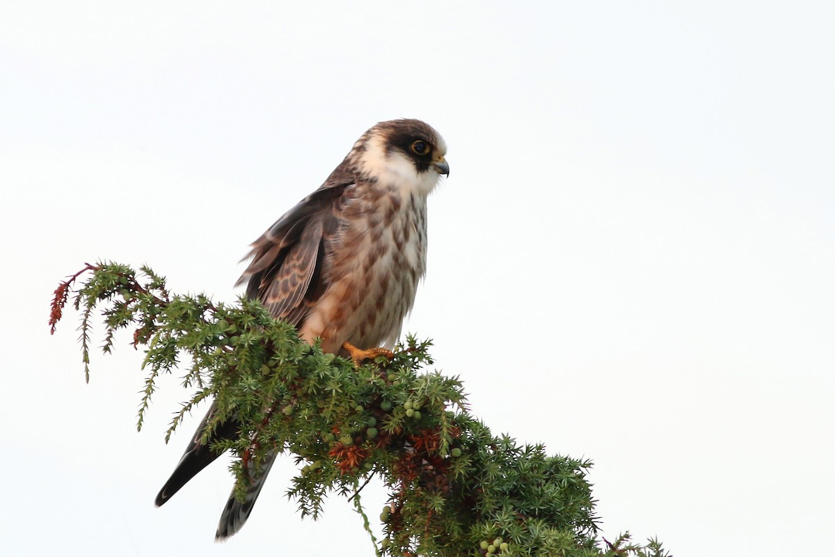Red-footed Falcon - ML626658682