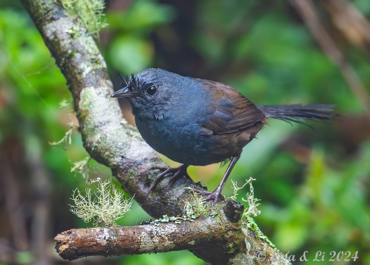 Slaty Bristlefront - ML626658755