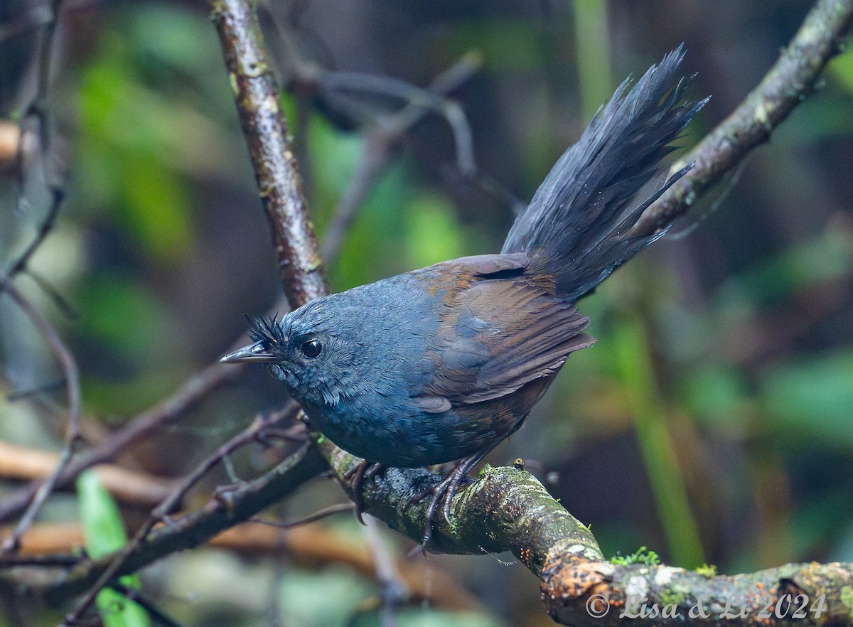 Slaty Bristlefront - ML626658757