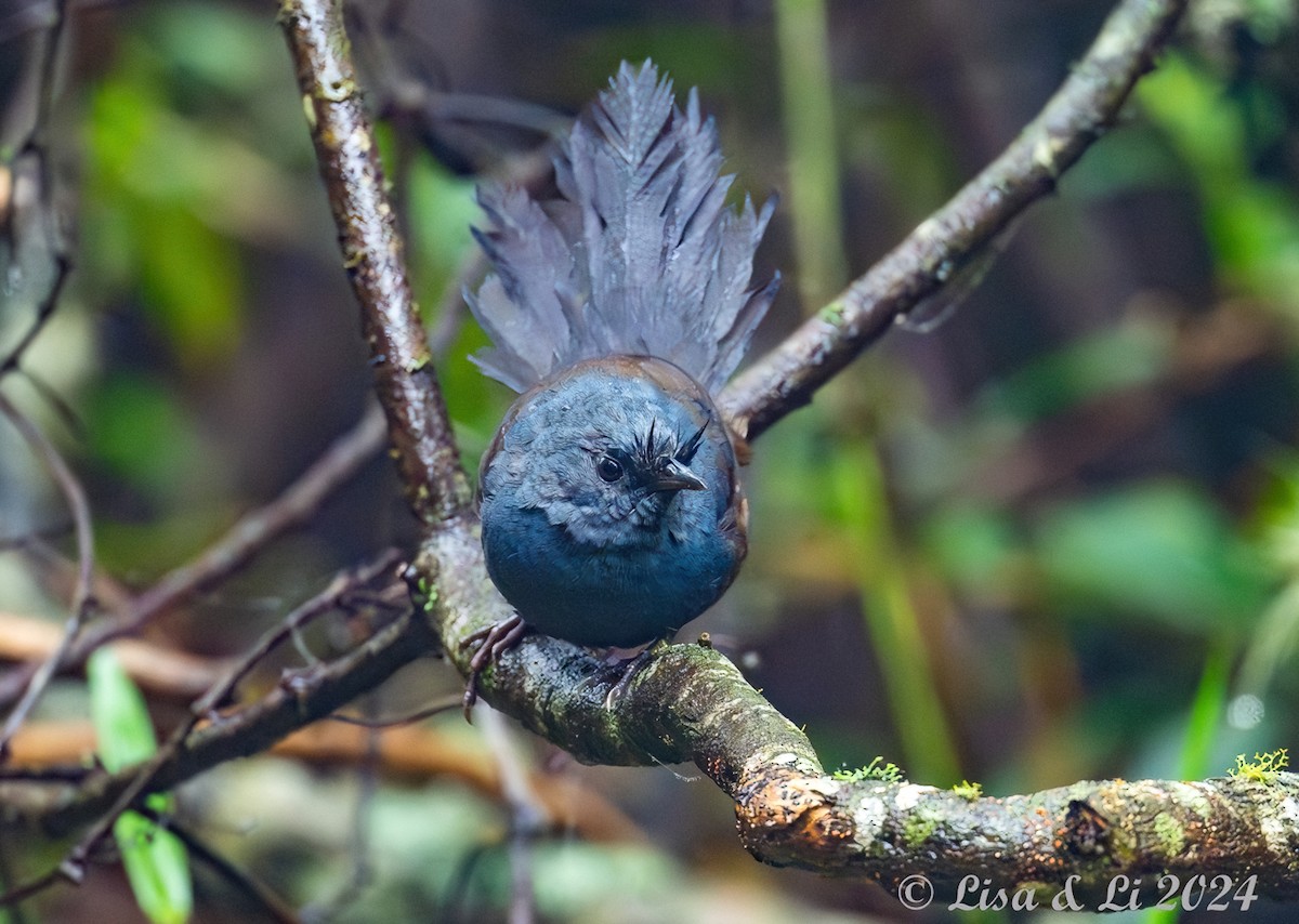 Slaty Bristlefront - ML626658761