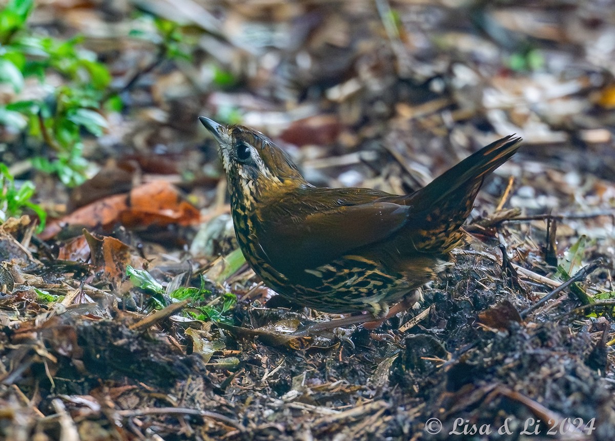 Rufous-tailed Antthrush - ML626658770
