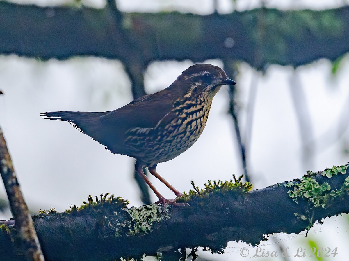 Rufous-tailed Antthrush - ML626658772