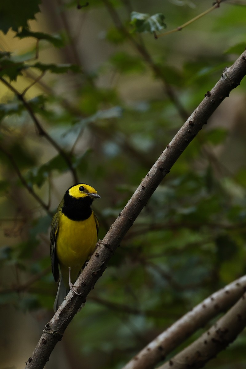 Hooded Warbler - ML626658783