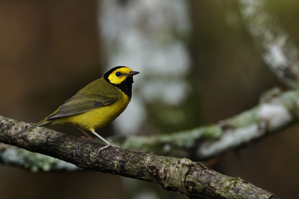 Hooded Warbler - ML626658787