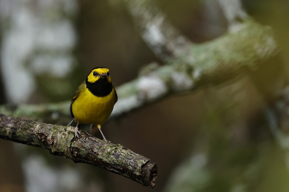 Hooded Warbler - ML626658788