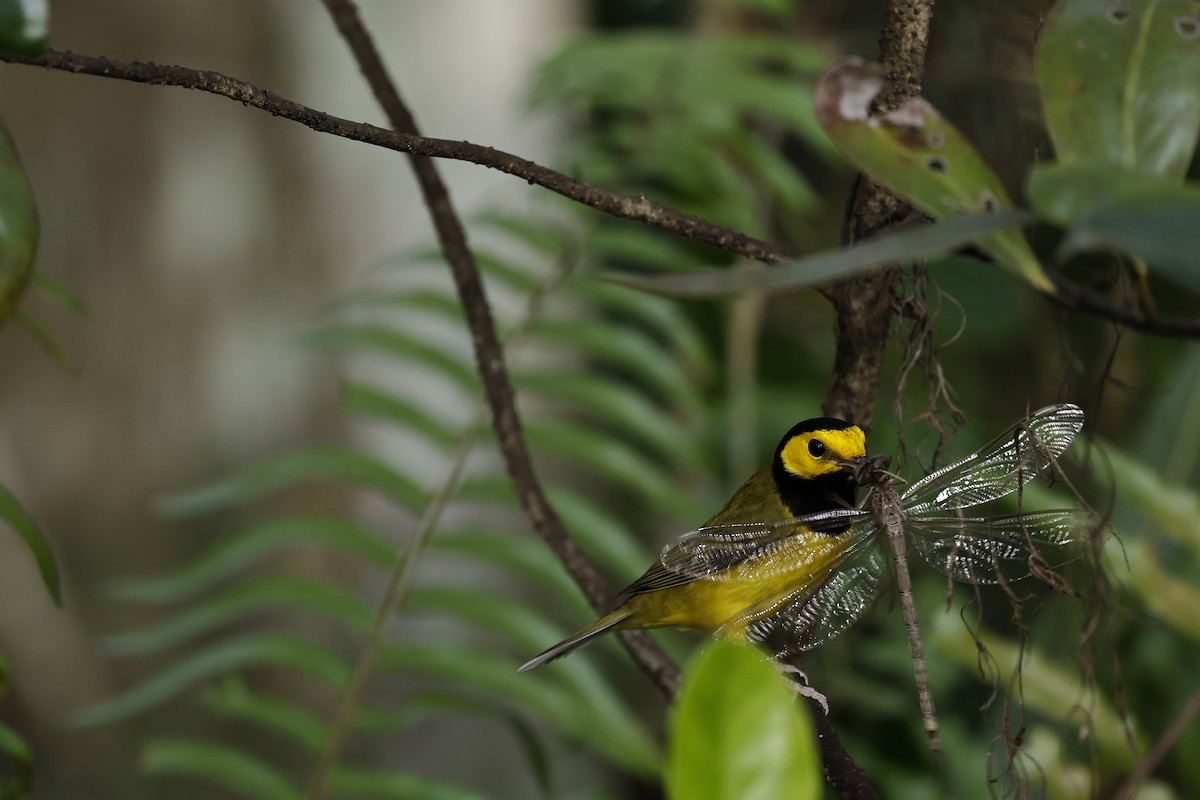 Hooded Warbler - ML626658789