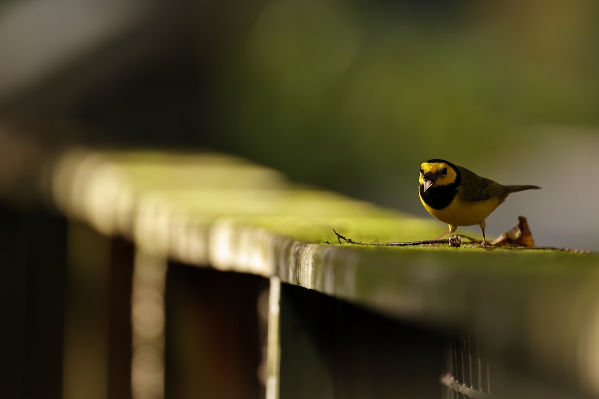 Hooded Warbler - ML626658790