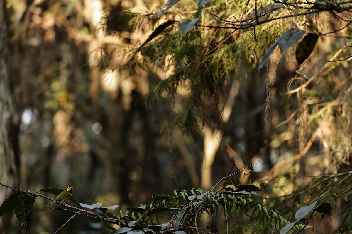 Hooded Warbler - ML626658792