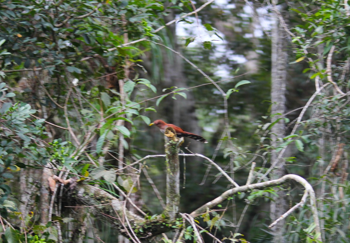 Squirrel Cuckoo - ML626658801