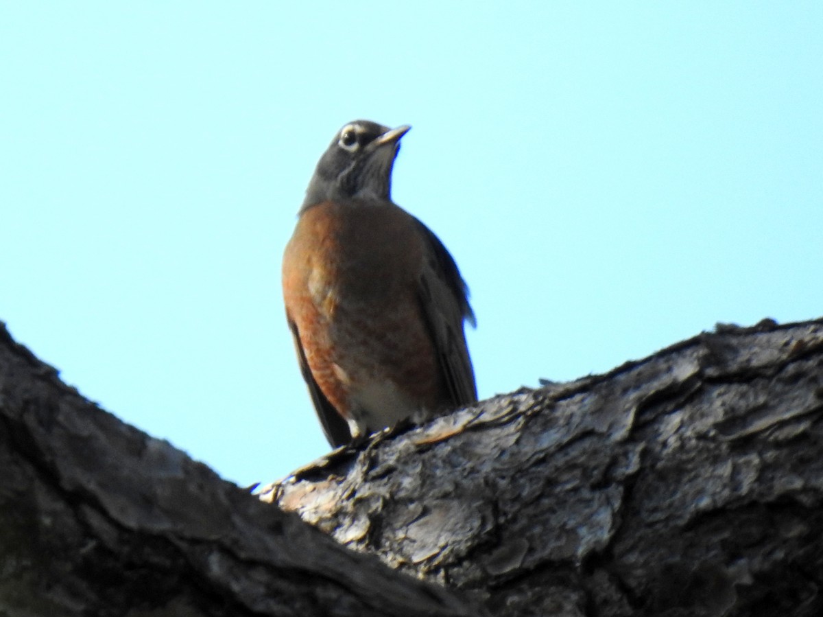 American Robin - ML626658919