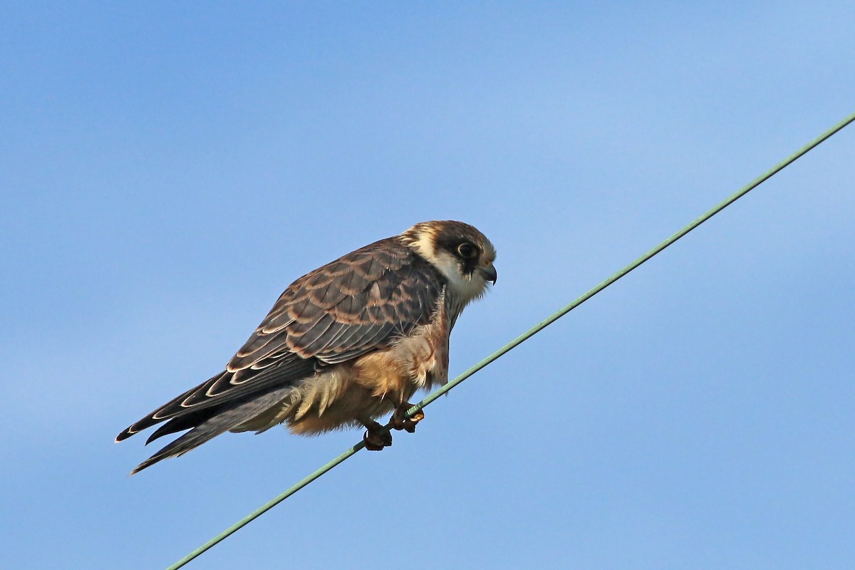 Red-footed Falcon - ML626658938