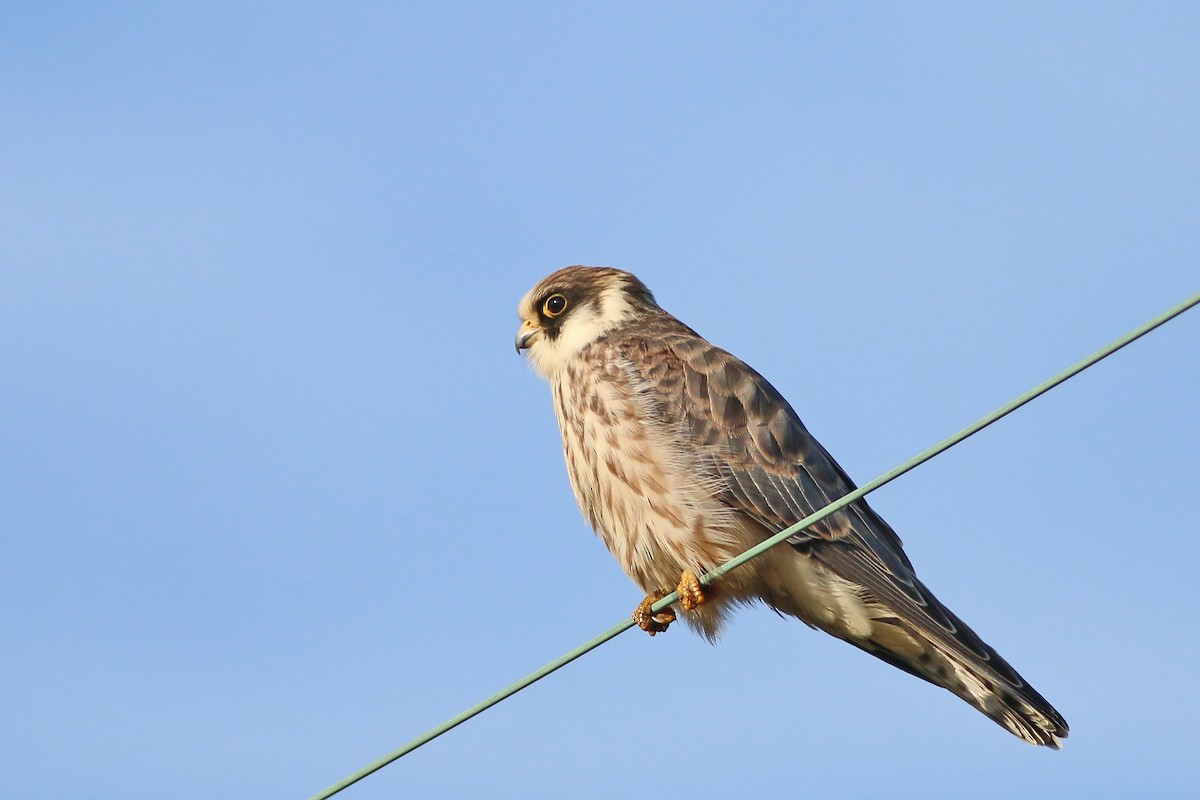 Red-footed Falcon - ML626658939