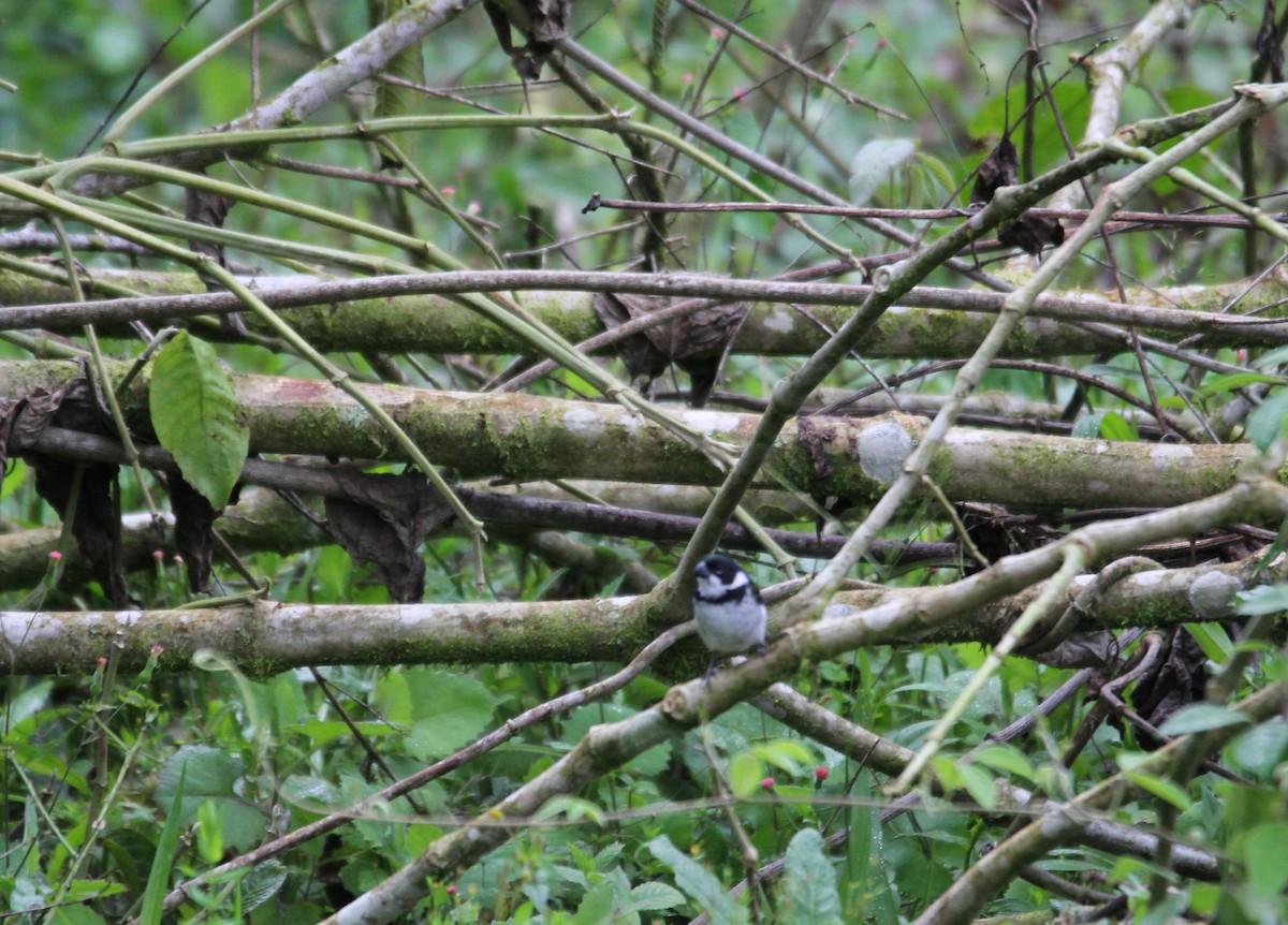 Variable Seedeater - ML626659109
