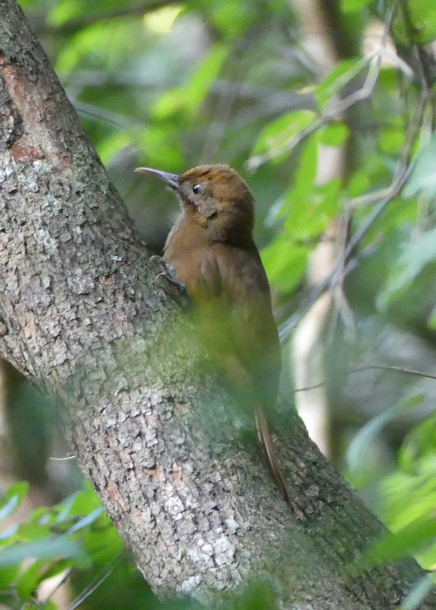 Plain-brown Woodcreeper - ML626659163