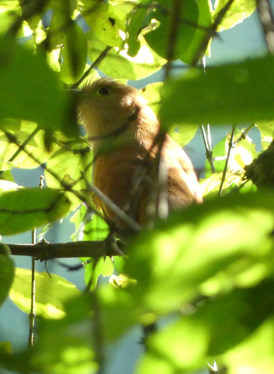 Squirrel Cuckoo - ML626659219