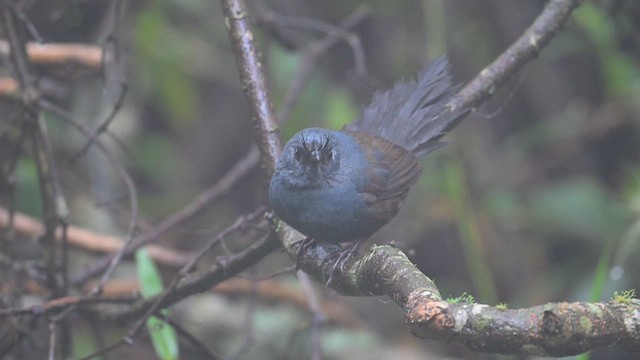 Slaty Bristlefront - ML626659268