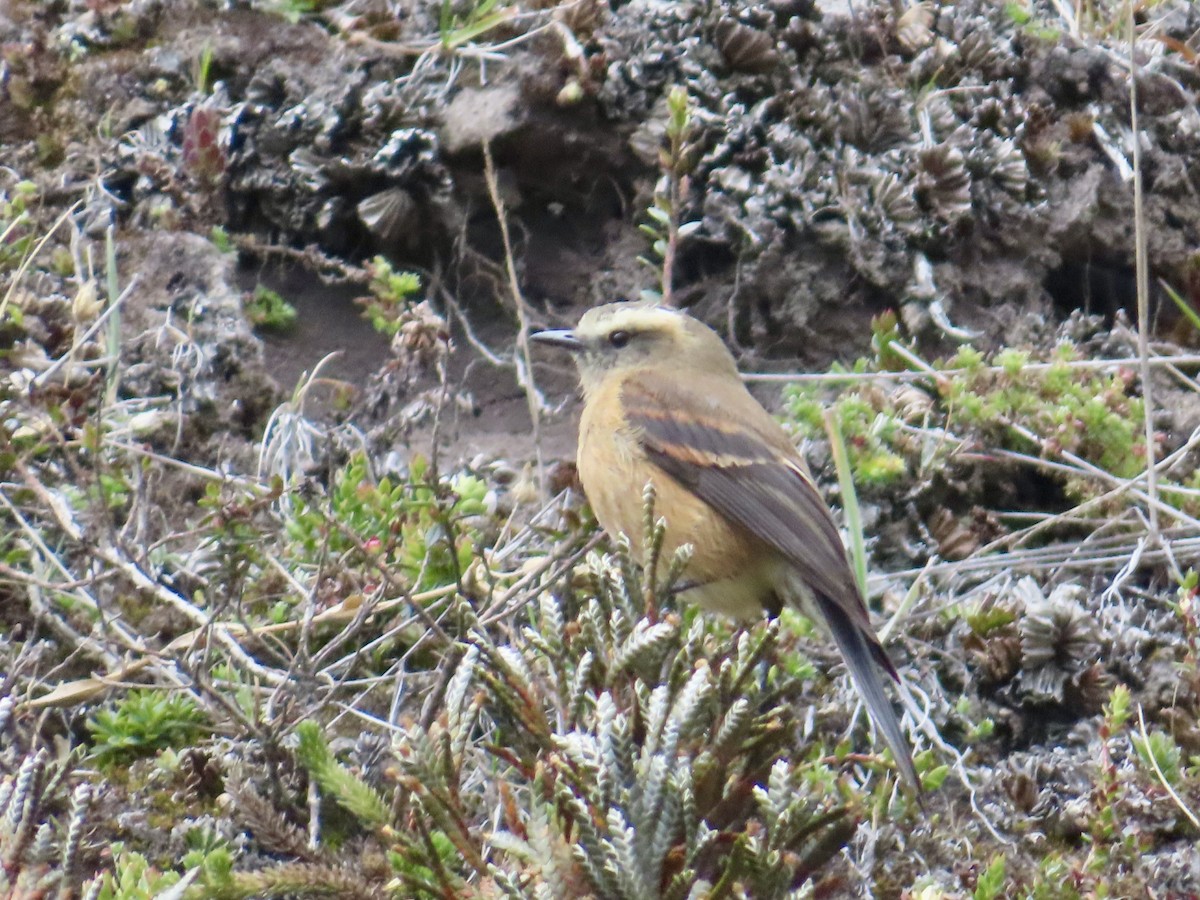 Brown-backed Chat-Tyrant - ML626659748