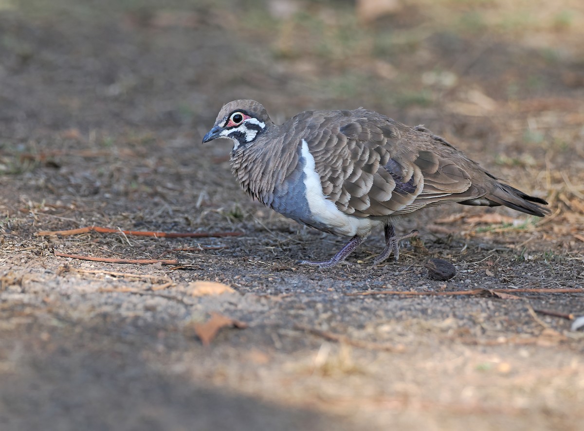 Squatter Pigeon - ML626659754