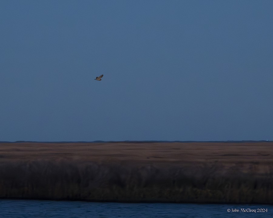 Short-eared Owl - John McElroy