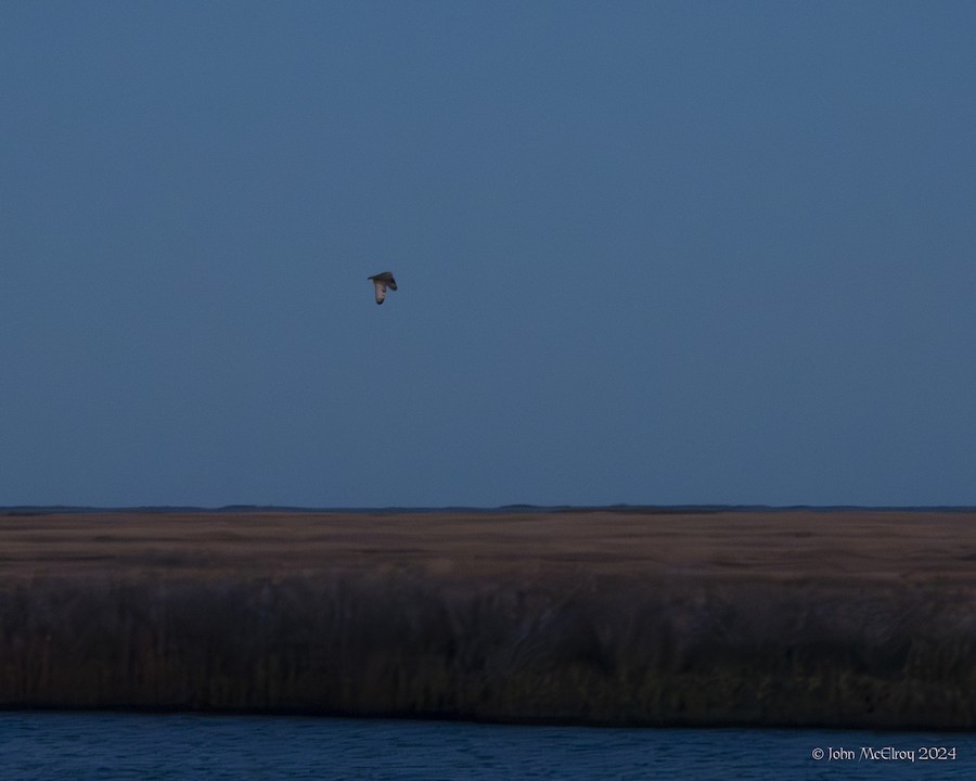 Short-eared Owl - John McElroy