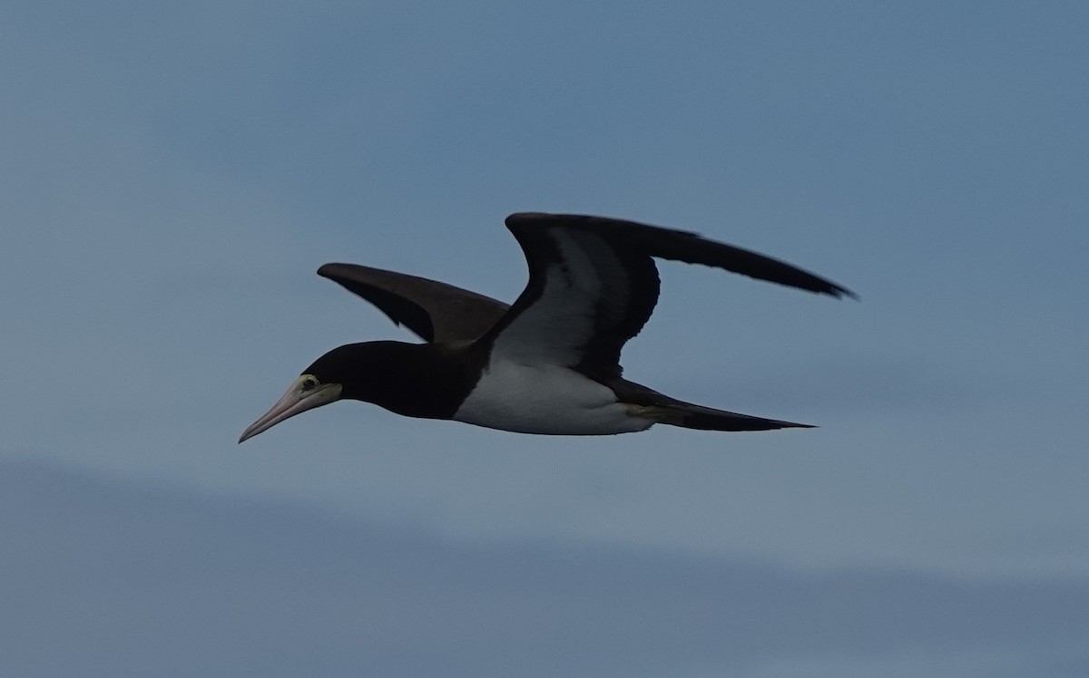 Brown Booby - ML626659820