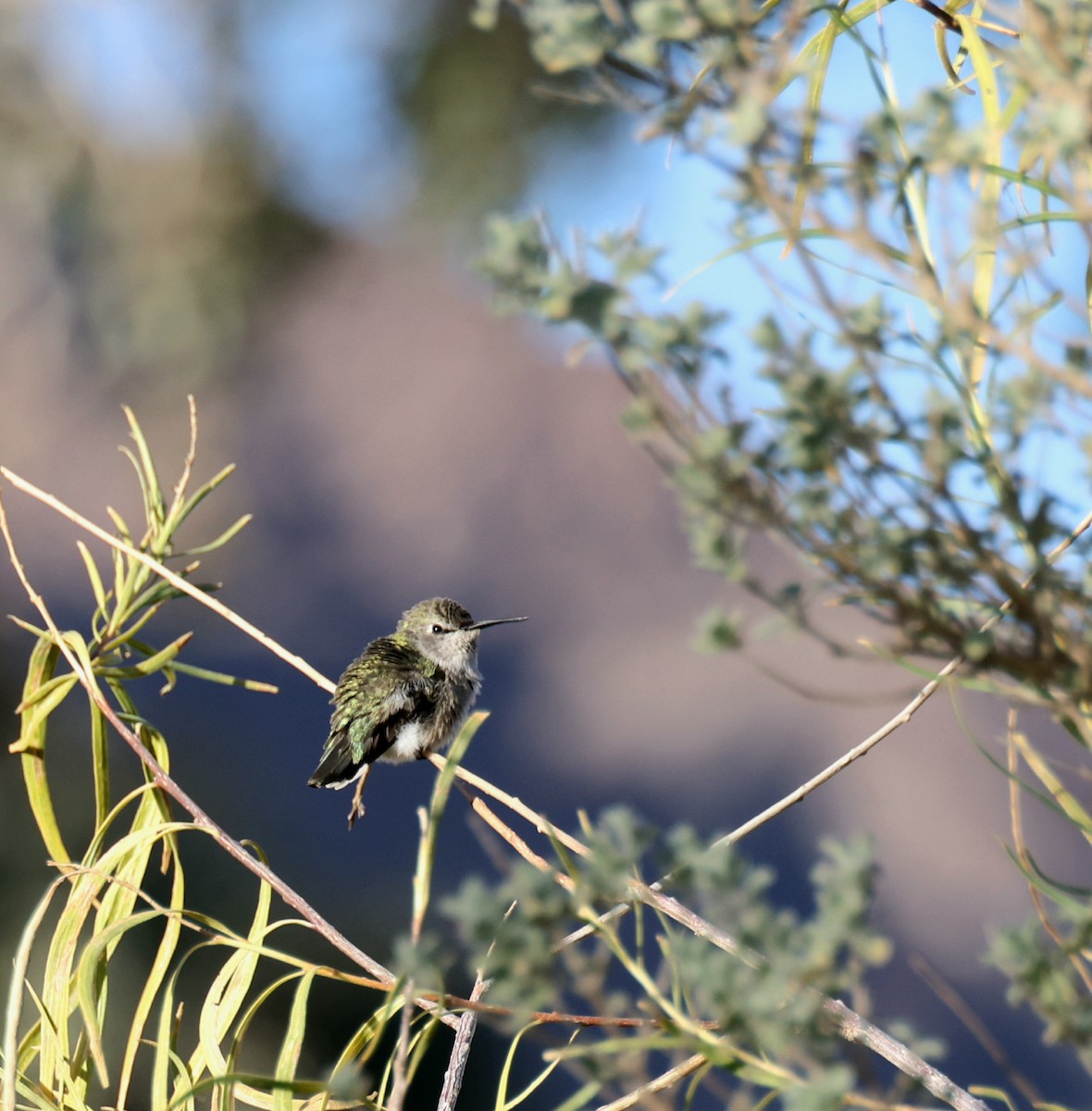 Каліпта рубіновоголова - ML626660044