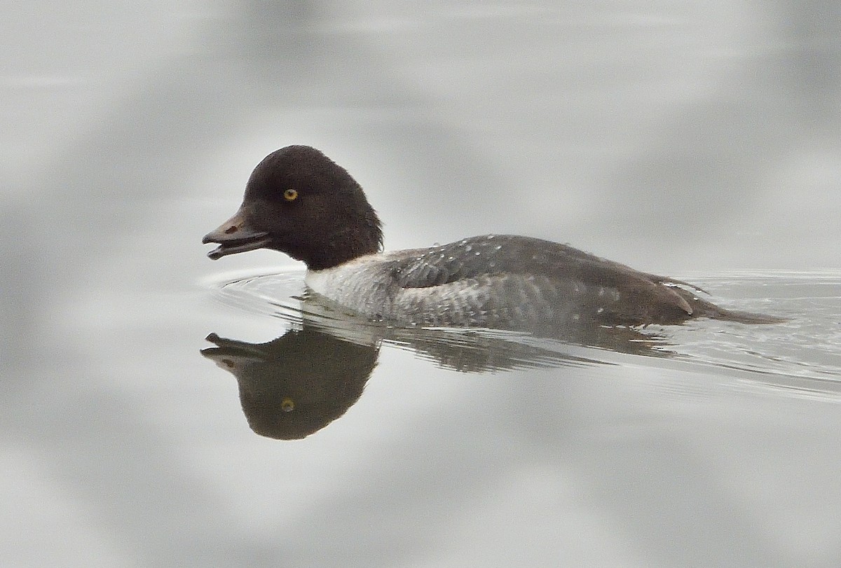 Гоголь ісландський - ML626660072