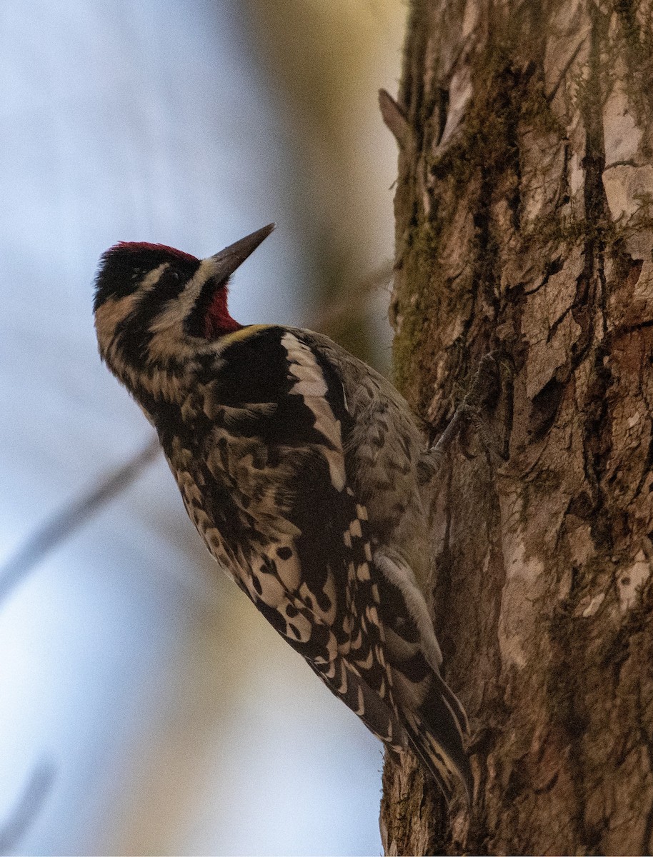 Yellow-bellied Sapsucker - ML626660090