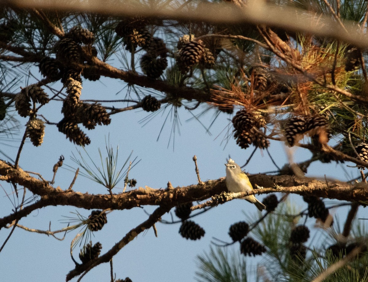 Blue-headed Vireo - ML626660102