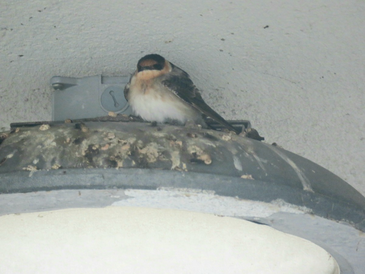 Cave Swallow - ML626660155