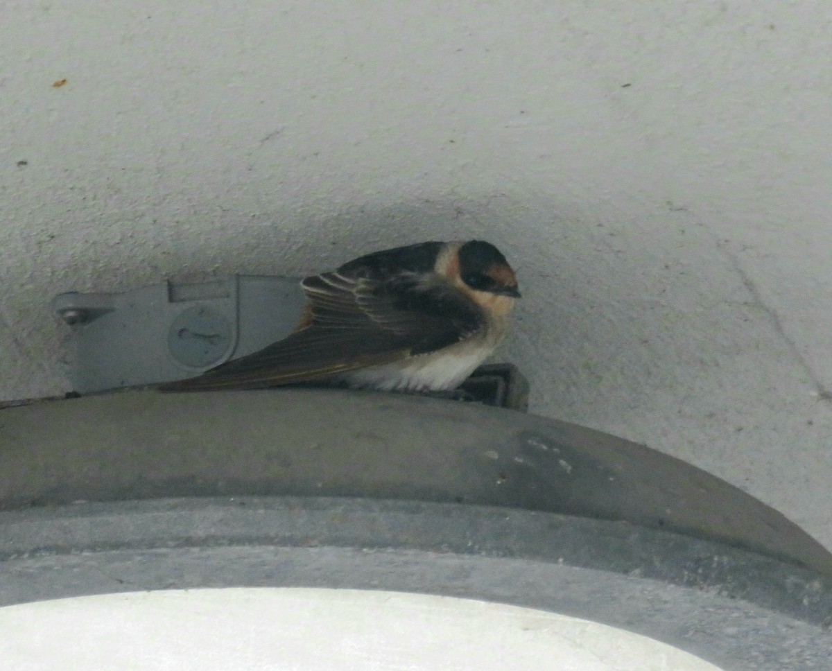 Cave Swallow - ML626660180
