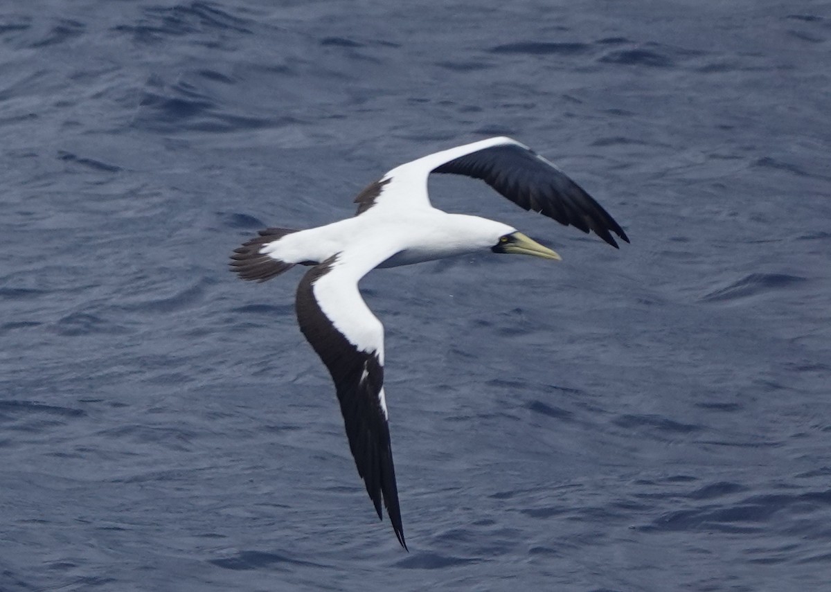 Masked Booby - ML626660205