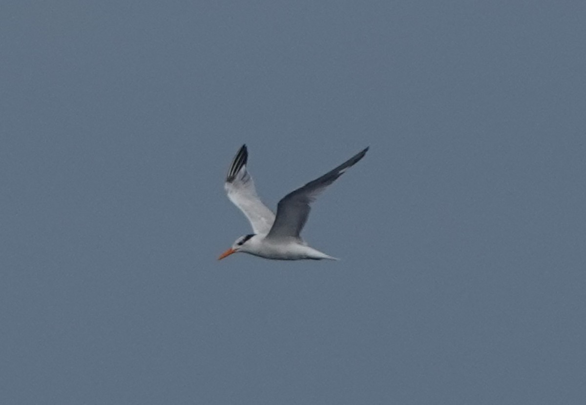 Royal Tern - ML626660314